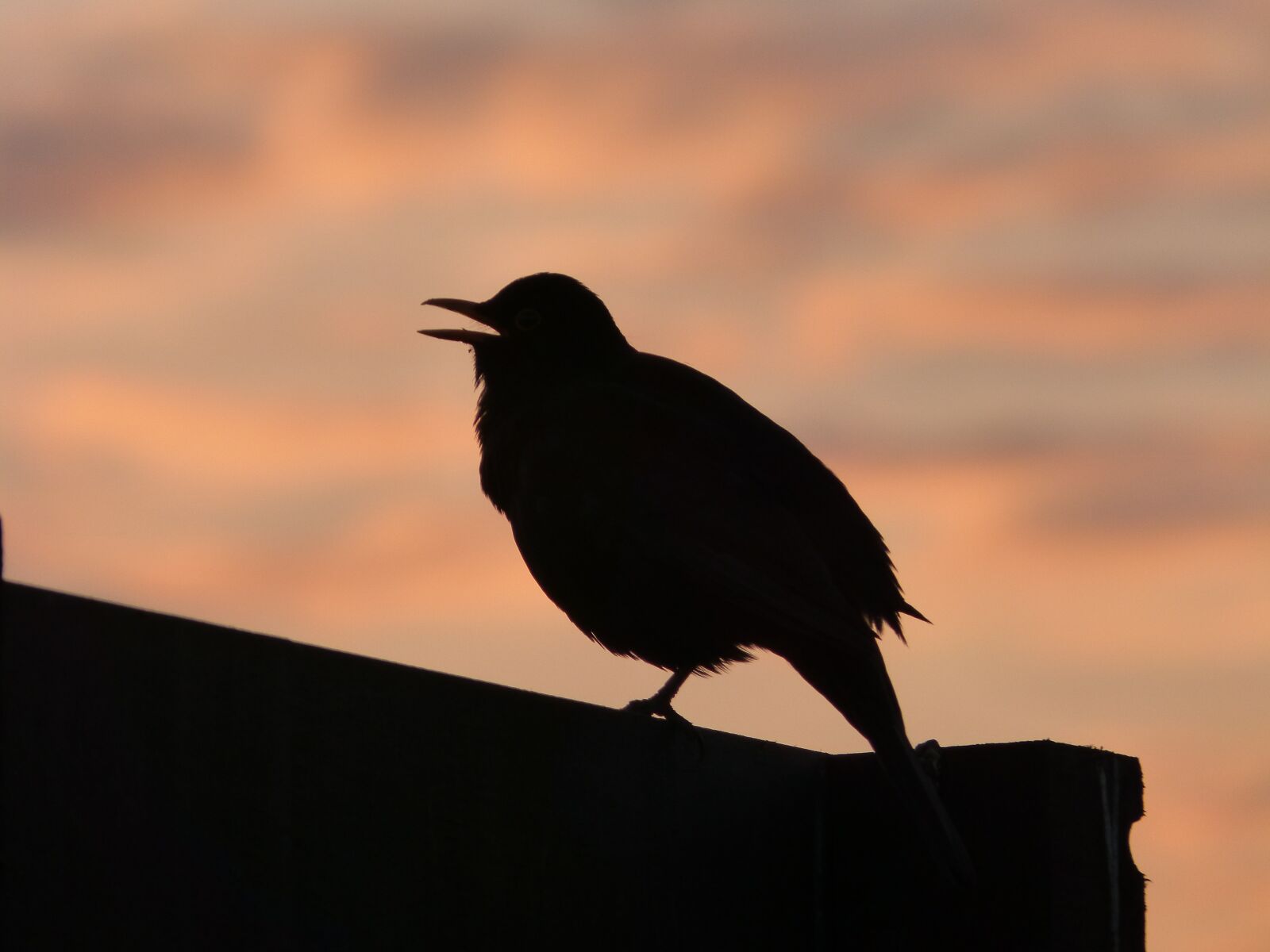 Panasonic DMC-FZ62 sample photo. Blackbird, sunset, silhouette photography