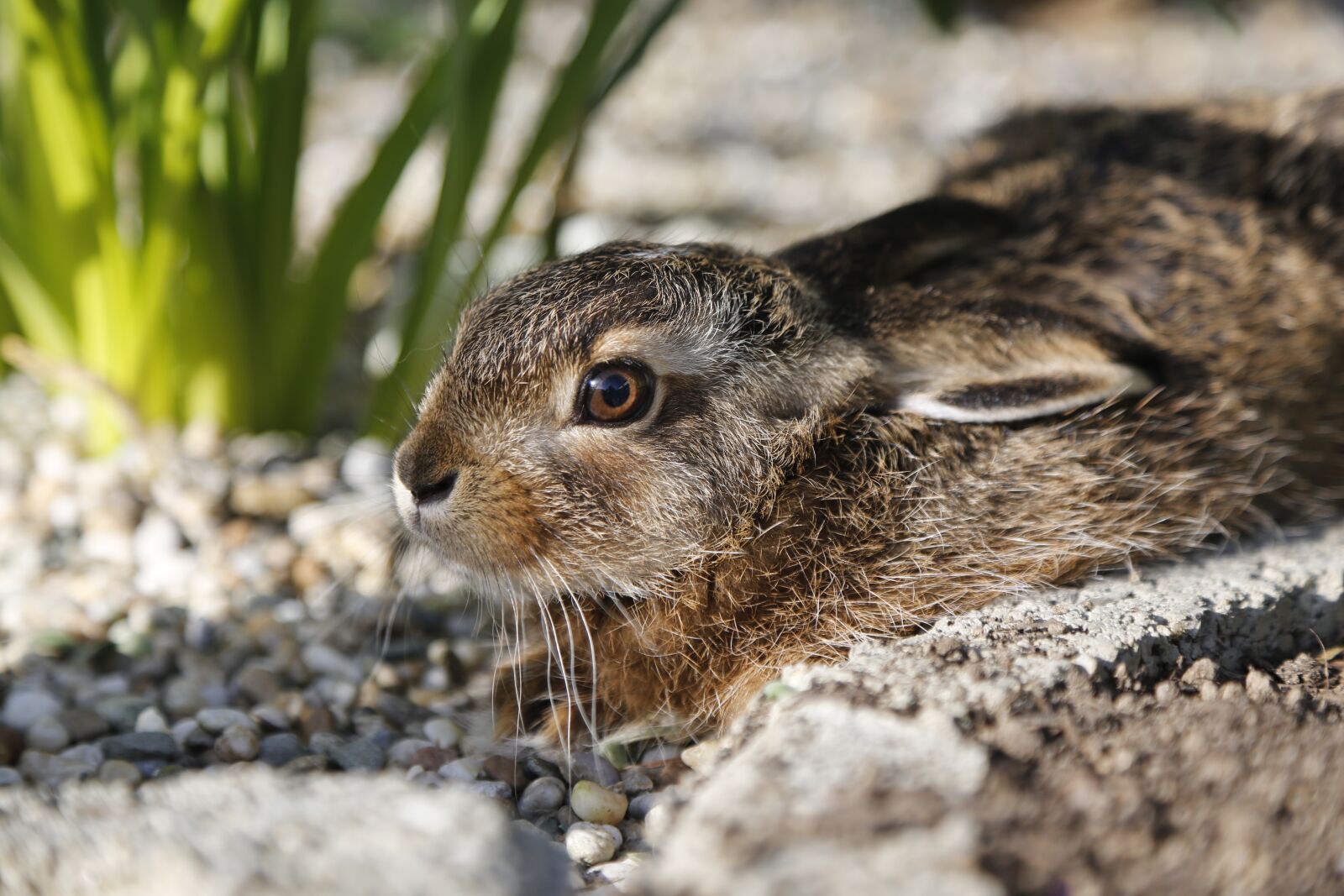 Canon EF 24-105mm F4L IS USM sample photo. Hare, meister lampe, wild photography
