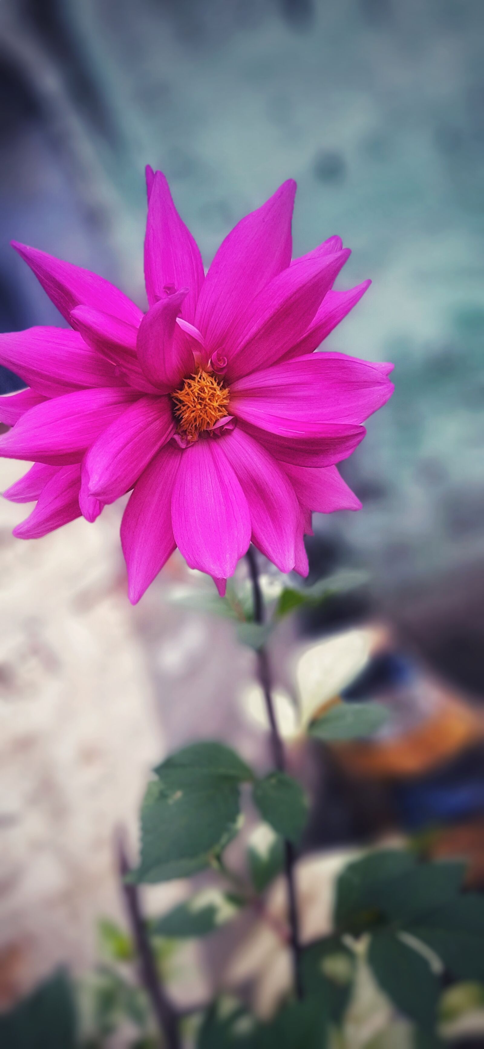 Samsung SM-A505F sample photo. Flower, pink, color photography