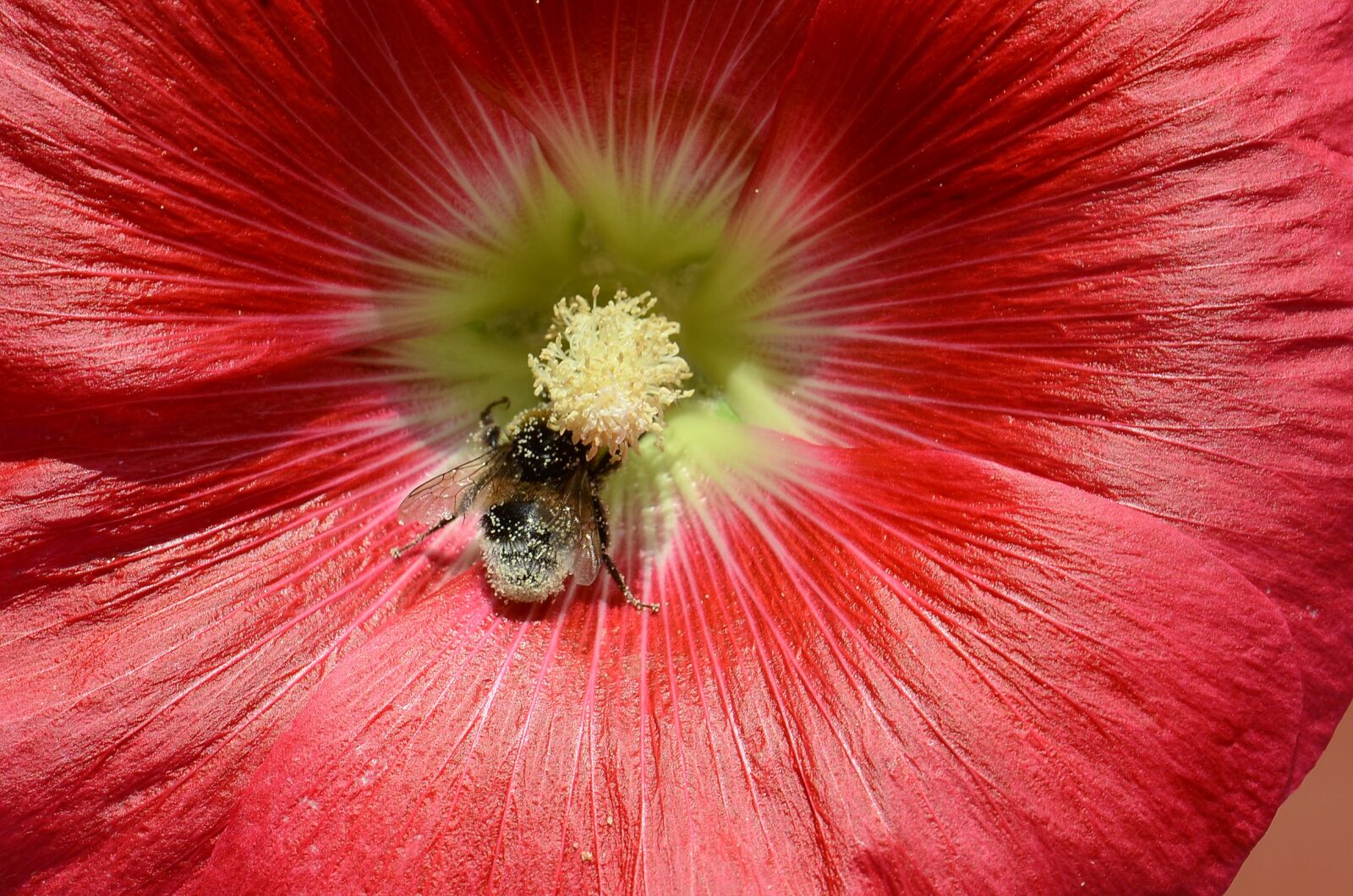 Nikon D7000 sample photo. Hollyhock, flower, bee photography