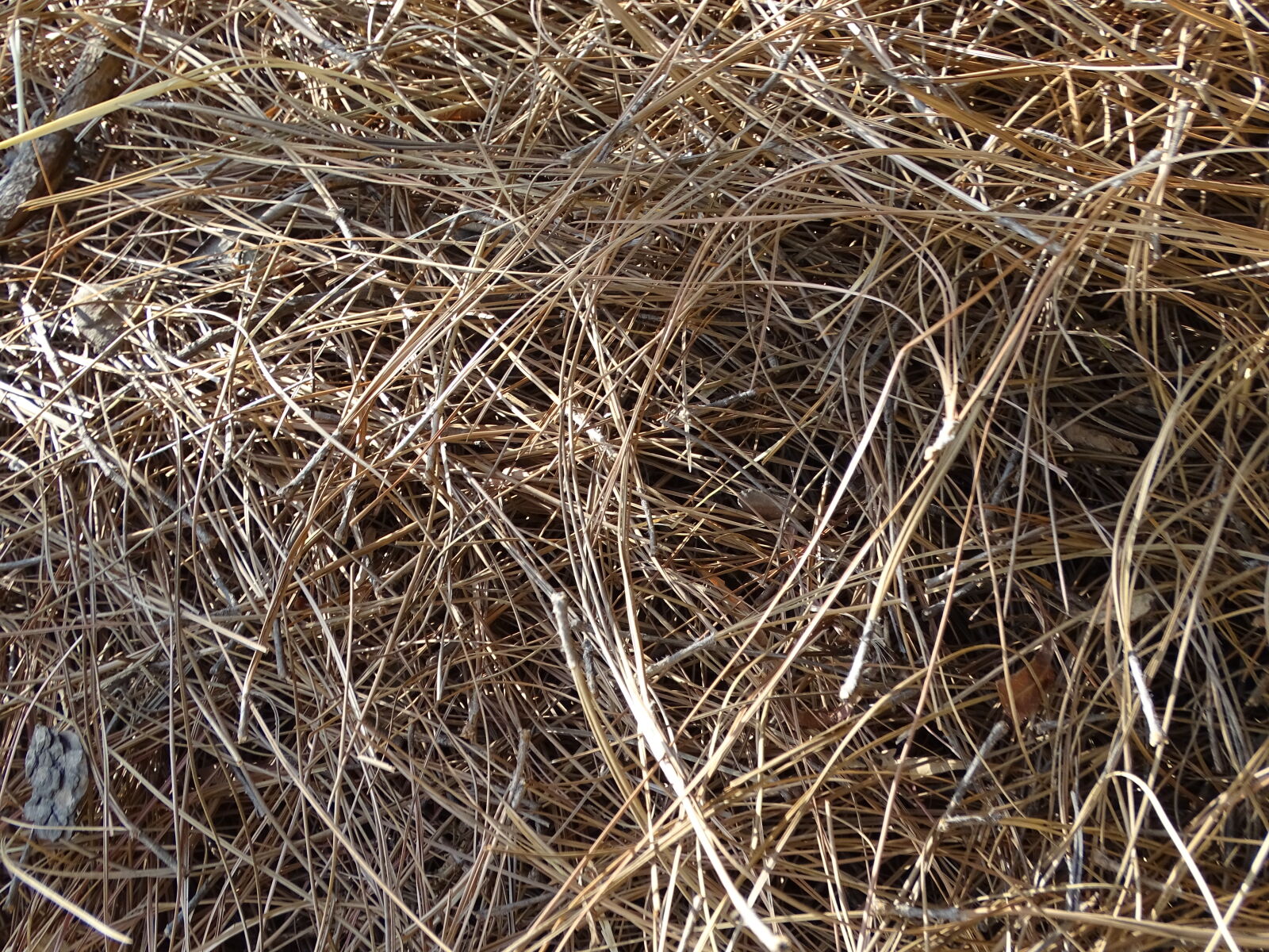 Sony Cyber-shot DSC-HX400V sample photo