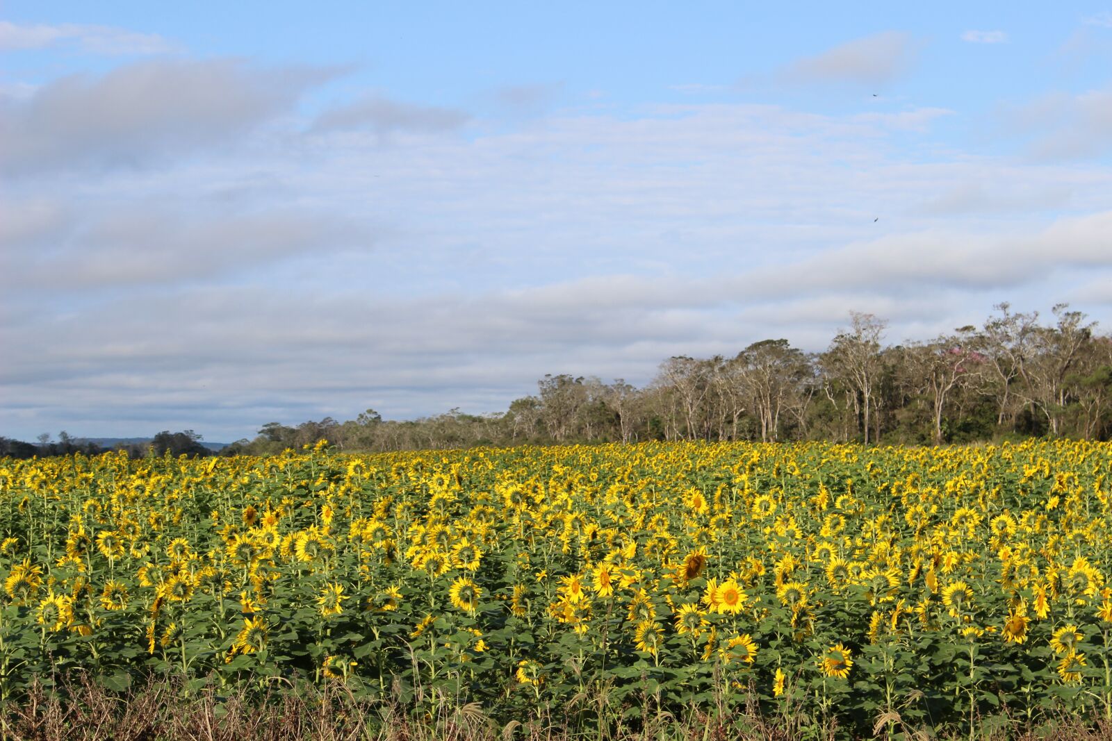 Canon EOS 100D (EOS Rebel SL1 / EOS Kiss X7) sample photo. Sunflower, soy, rural photography