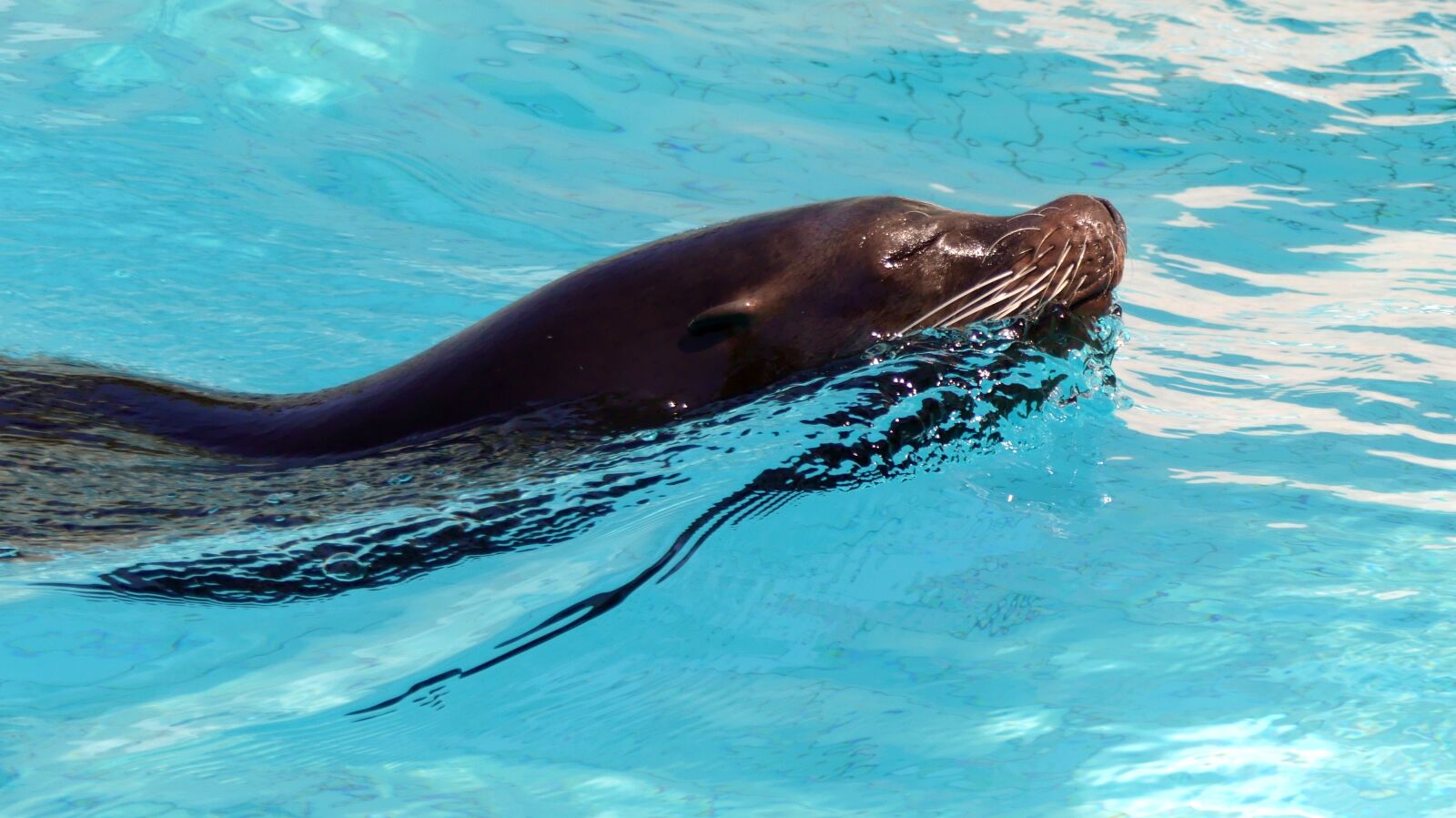 Panasonic Lumix DMC-FZ300 sample photo. Zoo, animals, sea ​​lion photography