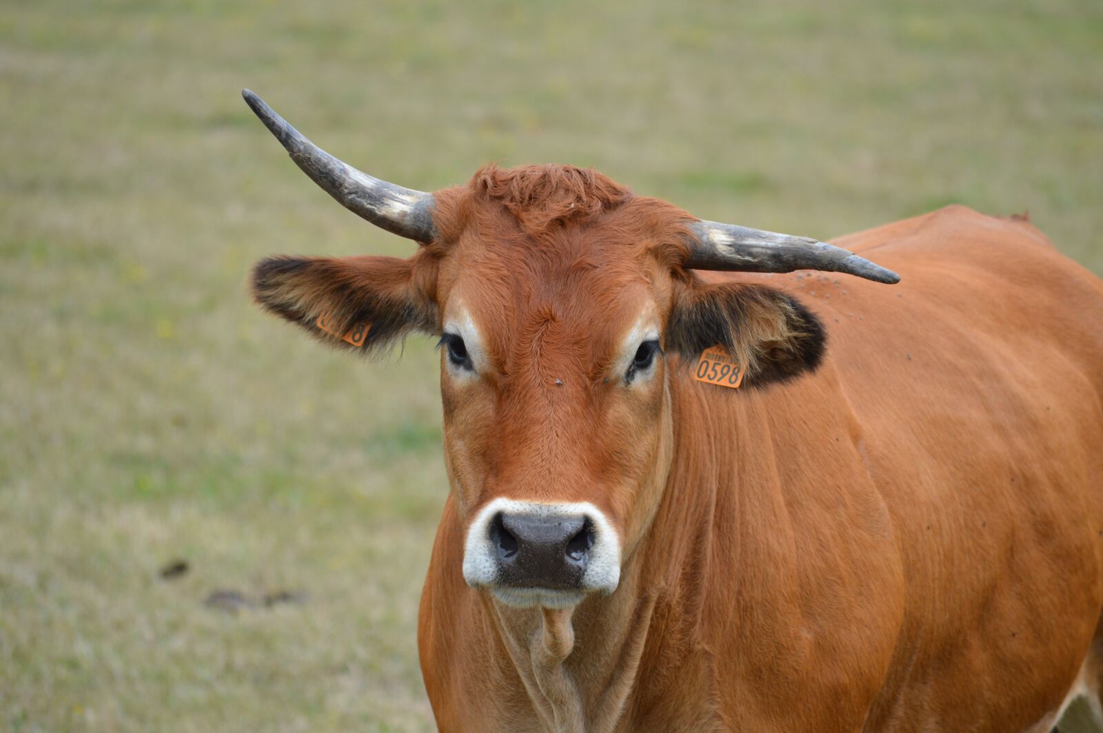 Nikon D3200 sample photo. Cow, pre, cattle photography