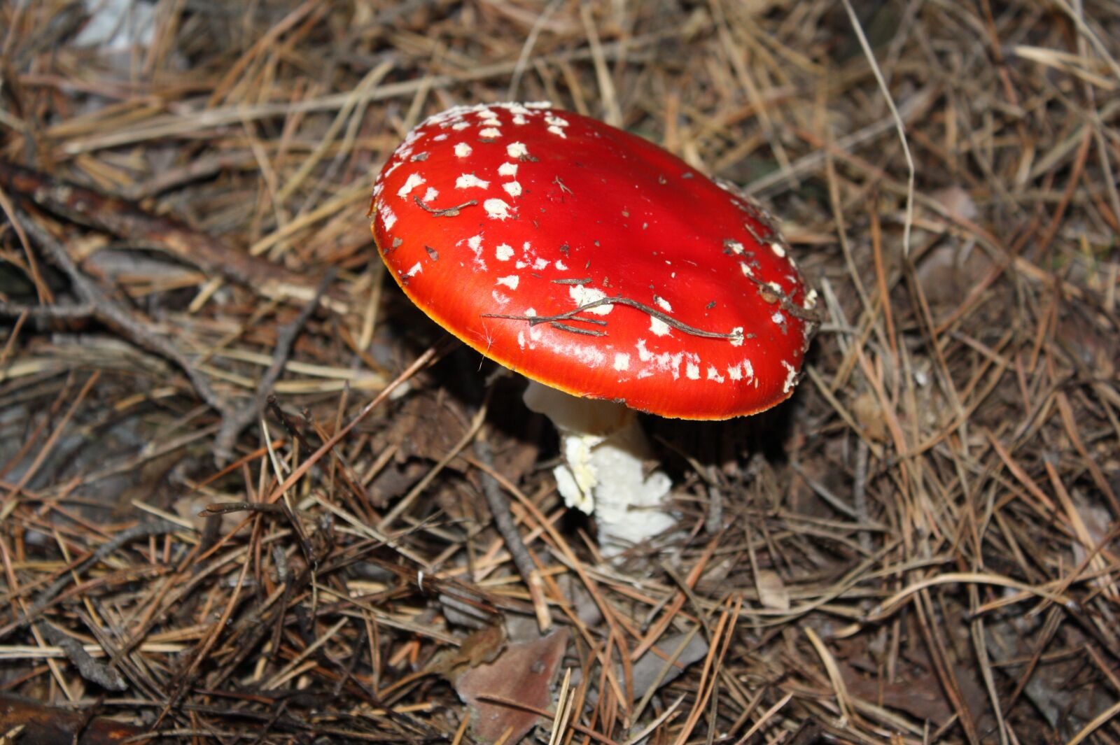 Canon EOS 450D (EOS Rebel XSi / EOS Kiss X2) sample photo. Amanita, forest, land photography