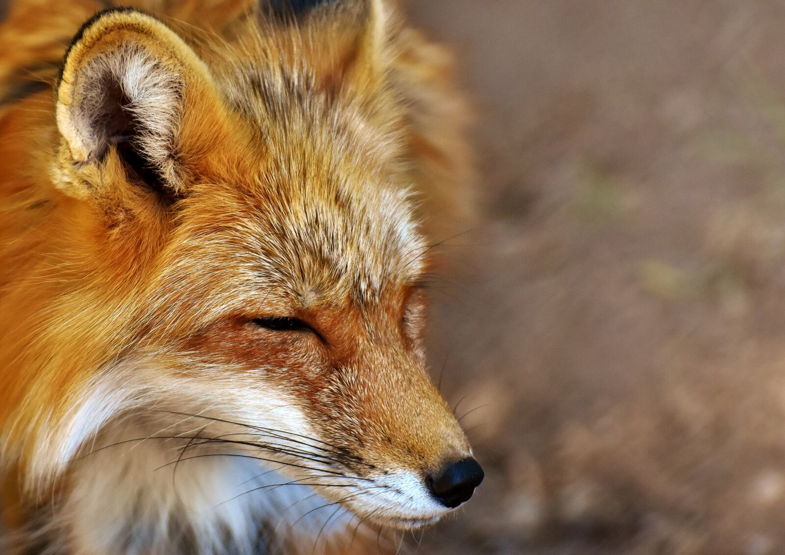 Nikon D7200 sample photo. Fuchs, animal world, wild photography