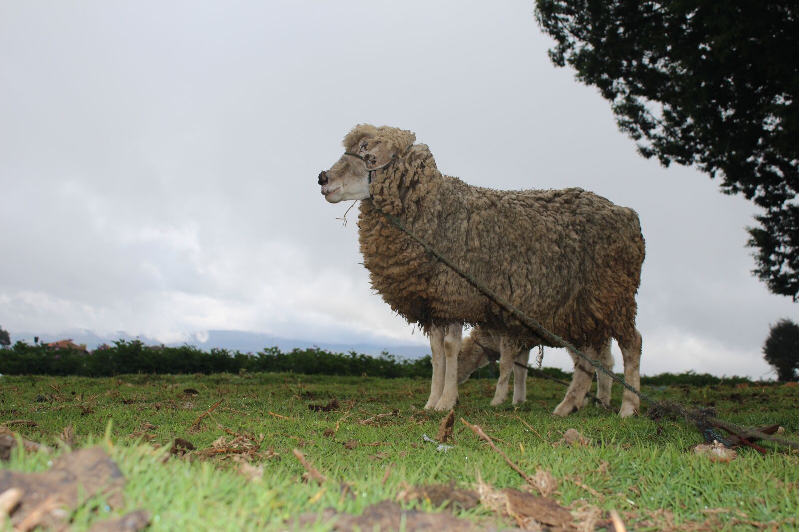 Canon EOS 700D (EOS Rebel T5i / EOS Kiss X7i) + Canon EF-S 18-55mm F3.5-5.6 IS sample photo. Sheep, field, dawn photography