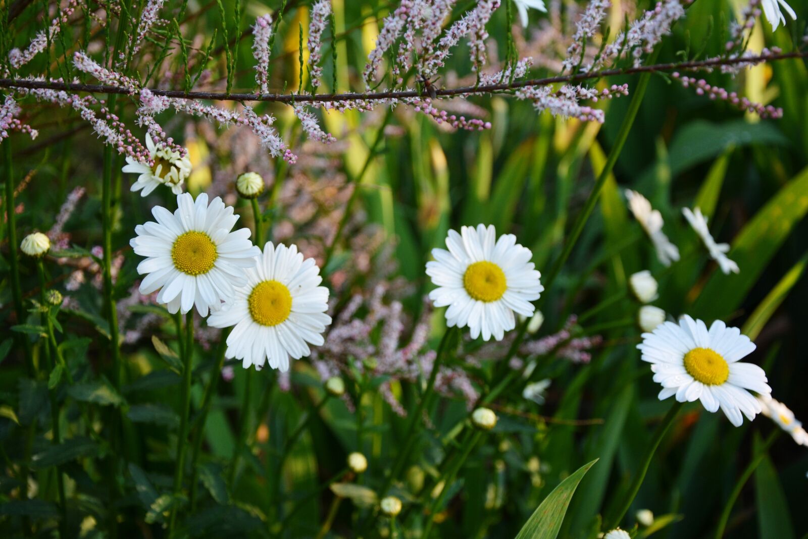 Nikon D5200 sample photo. Flowers, white, chrysanthemum photography