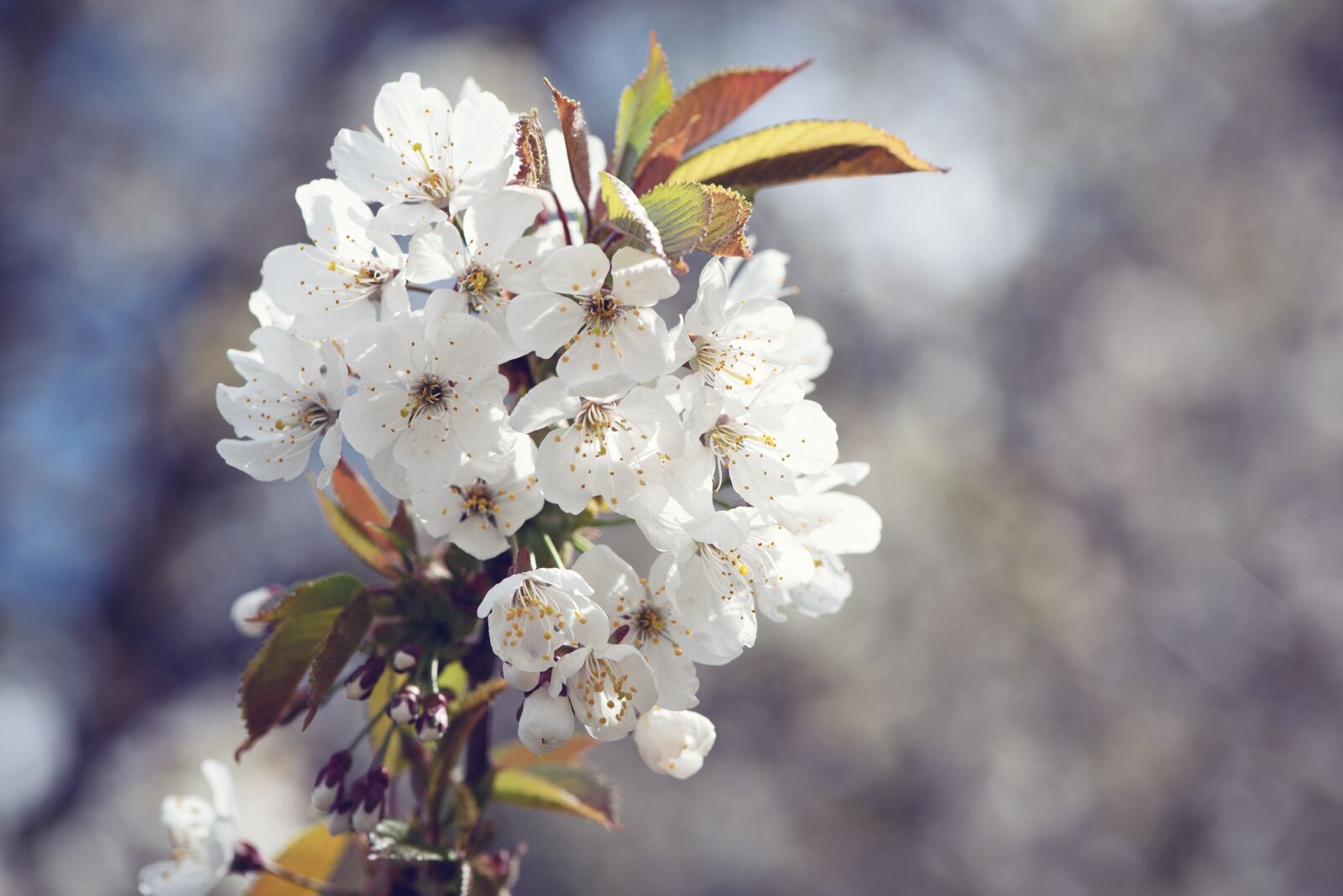 Nikon D750 sample photo. Flowers, spring, white photography