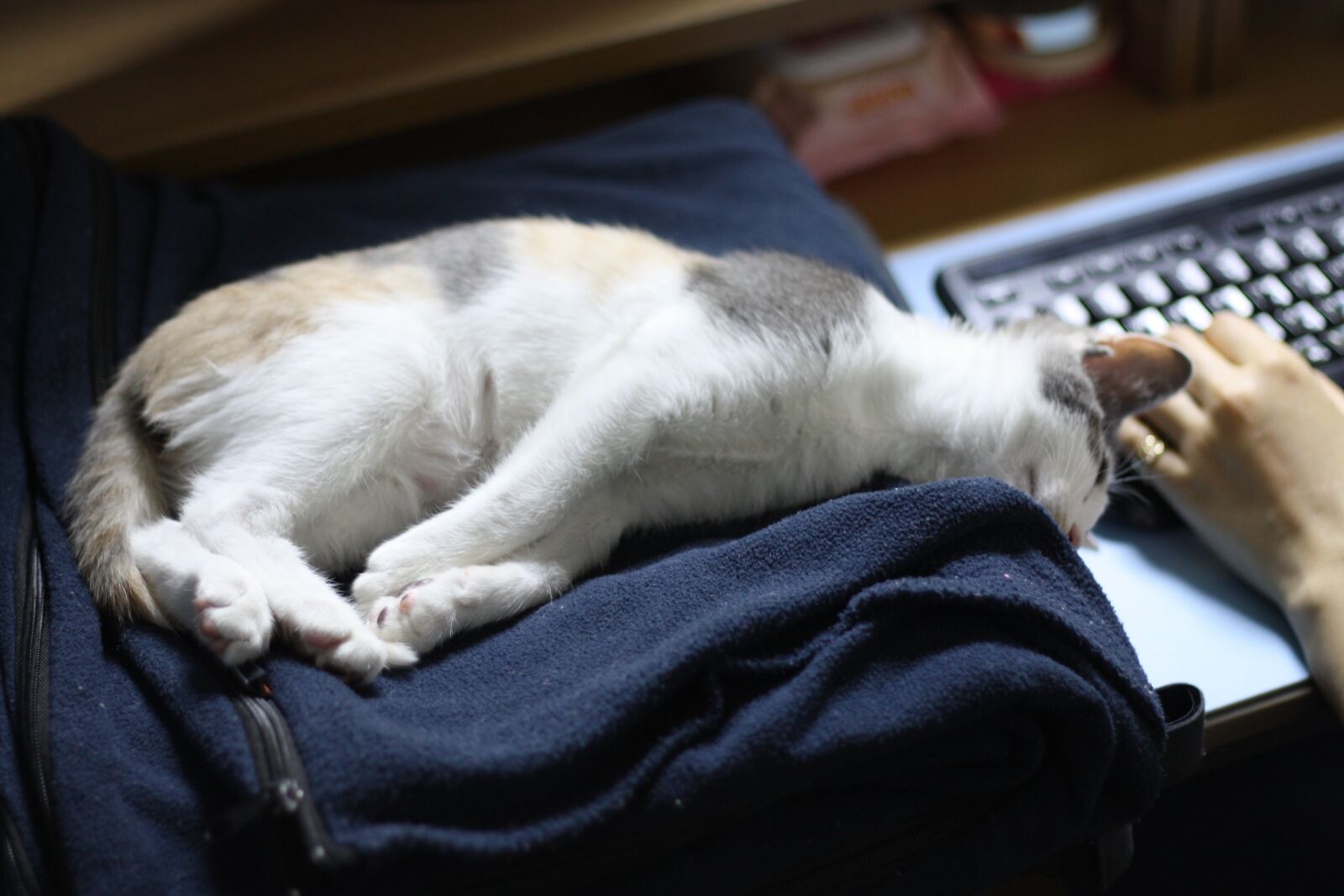 Canon EOS 450D (EOS Rebel XSi / EOS Kiss X2) sample photo. Cat, nori just, nyan photography