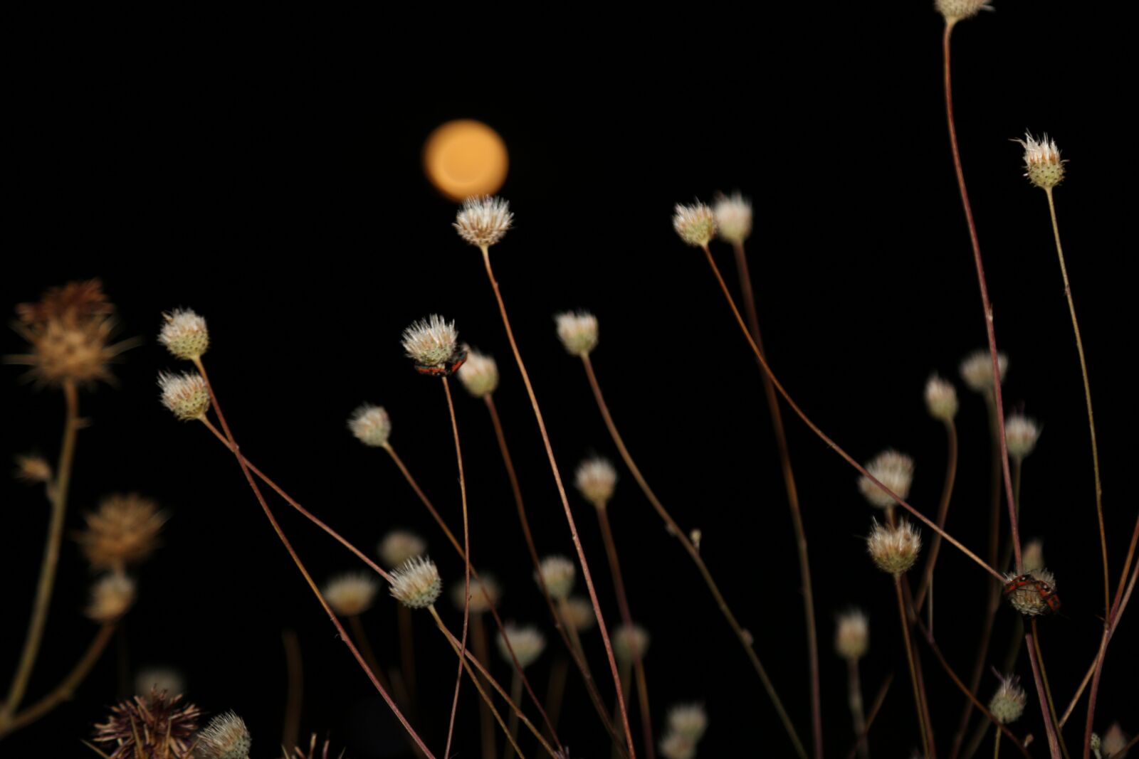 Canon EF 24-105mm F4L IS USM sample photo. Night, month, nature photography