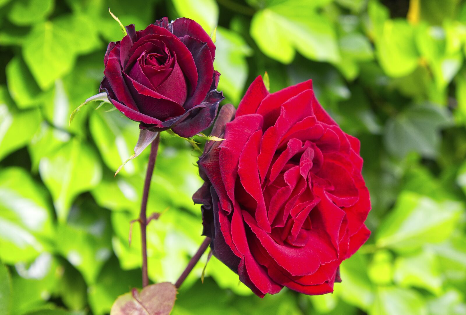 Nikon D7200 sample photo. Rosa, garden, pink petals photography