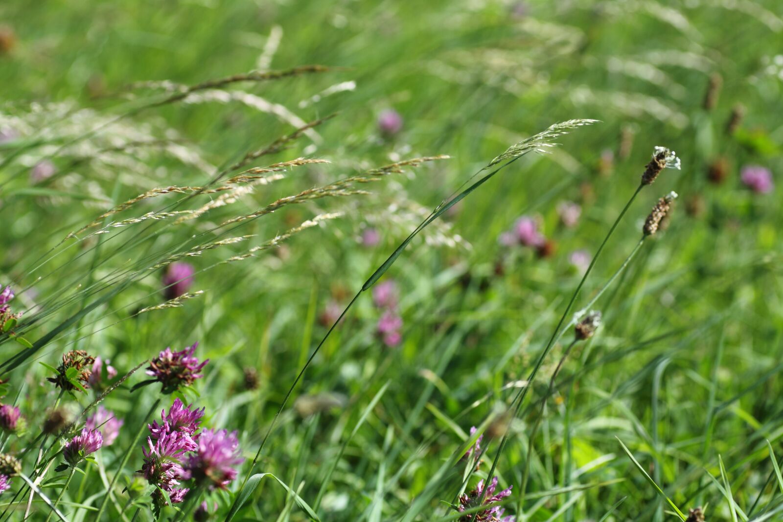 Canon EOS 50D sample photo. Grass, field, meadow photography
