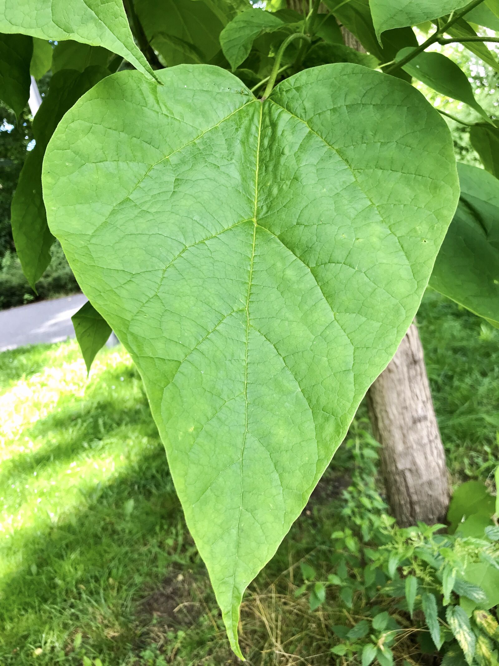 iPhone 7 back camera 3.99mm f/1.8 sample photo. Blue bell tree, kaiser photography