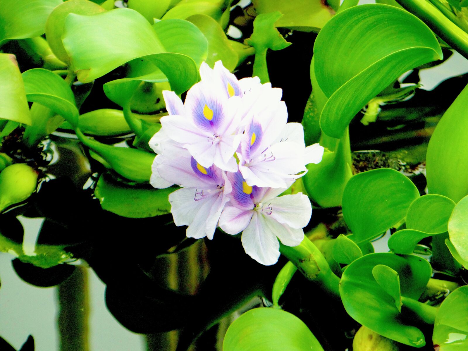 Sony DSC-HX200V sample photo. Flower, purple flower, aquatic photography