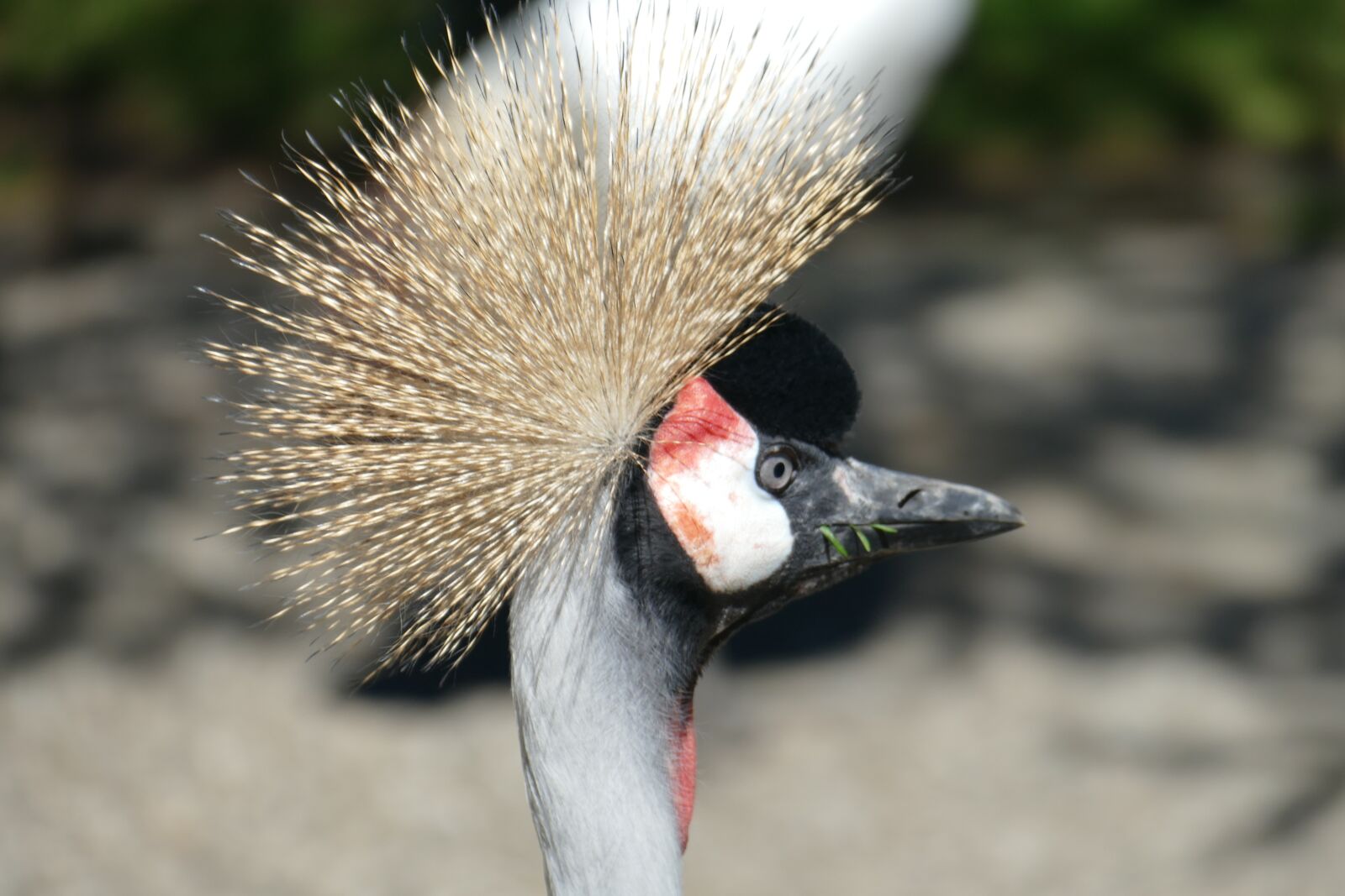 Panasonic Lumix DMC-FZ1000 sample photo. Eastern, head, headdress photography