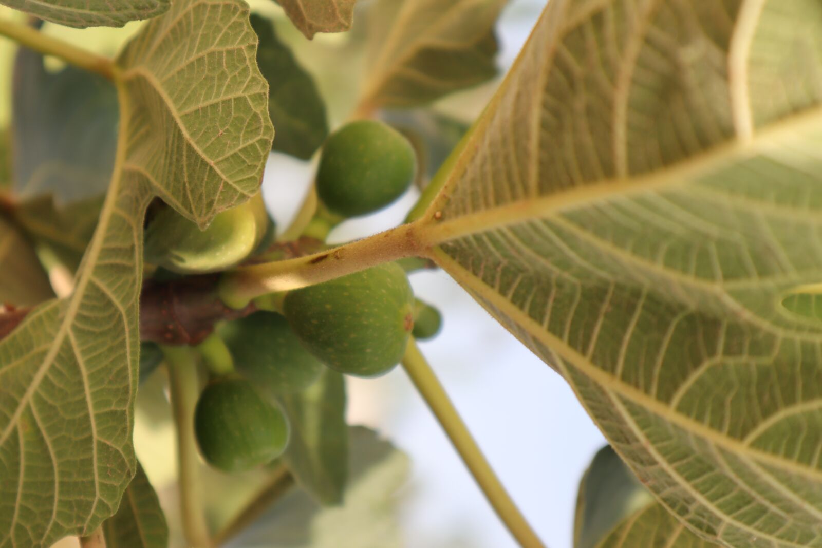 Canon EOS M50 (EOS Kiss M) sample photo. Fig, ecological, fruit photography