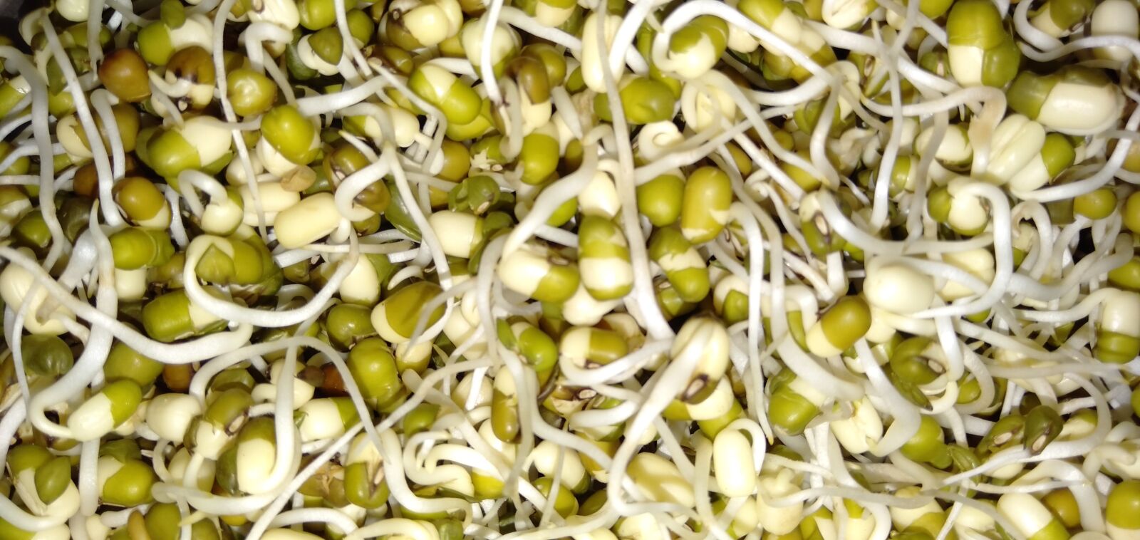OPPO A3S sample photo. Sprouts, healthy, protein food photography