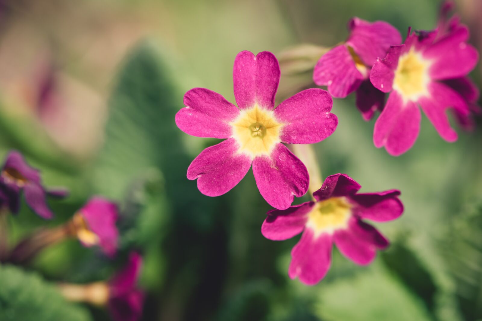 Nikon D750 sample photo. Primrose, pink, flower photography