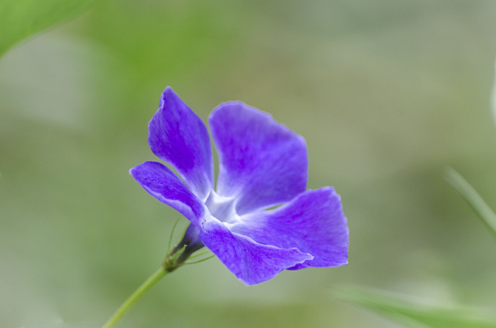 Nikon D7000 sample photo. Flower, violet, spring photography