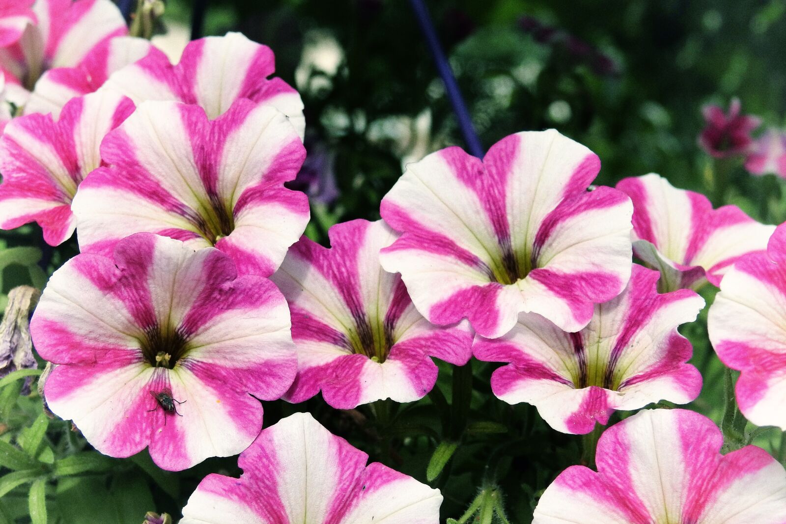 Nikon Coolpix P900 sample photo. Petunia, flowers, garden petunia photography