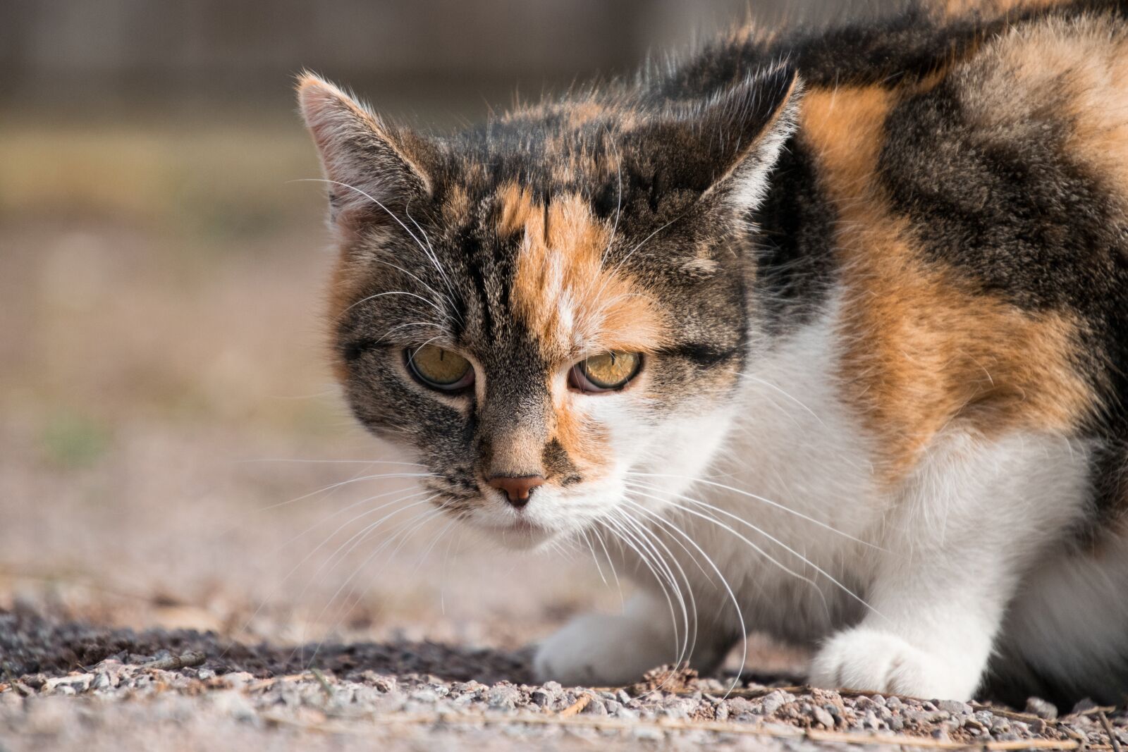 Nikon D3300 sample photo. Animal, cute, mammal photography