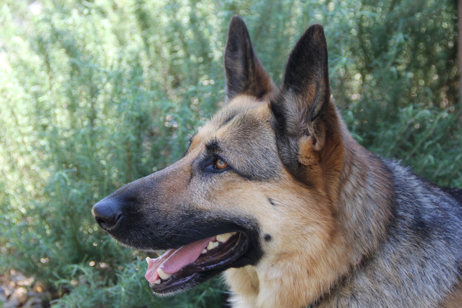 Canon EF-S 18-135mm F3.5-5.6 IS sample photo. German shepherd, dog, german photography