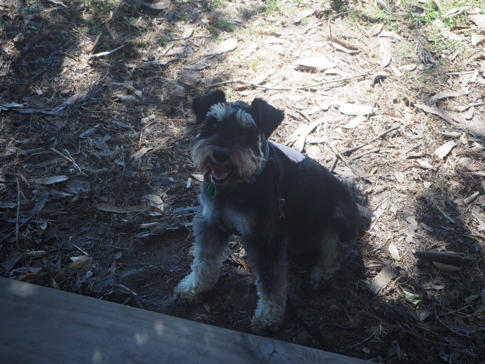 Olympus OM-D E-M10 sample photo. Dog, schnauzer, pet photography