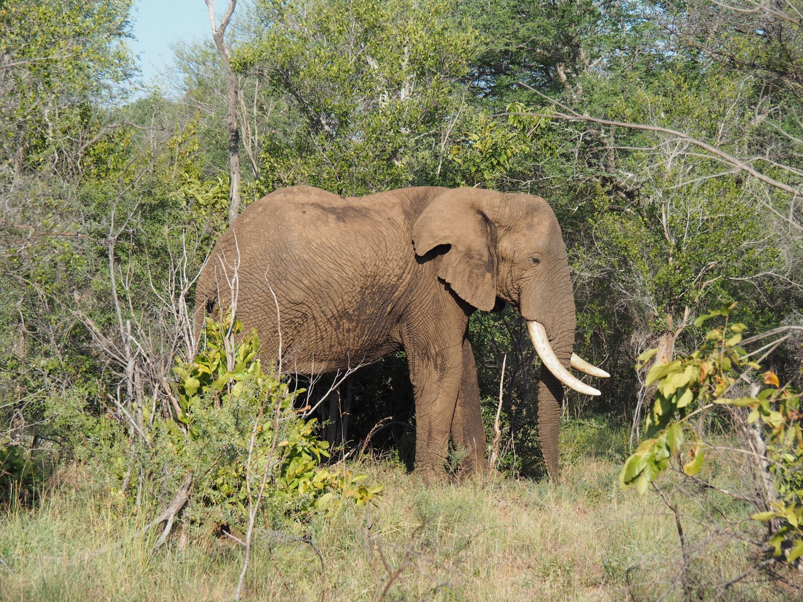 Olympus OM-D E-M10 + OLYMPUS M.14-150mm F4.0-5.6 II sample photo. Elephant, africa, safari photography