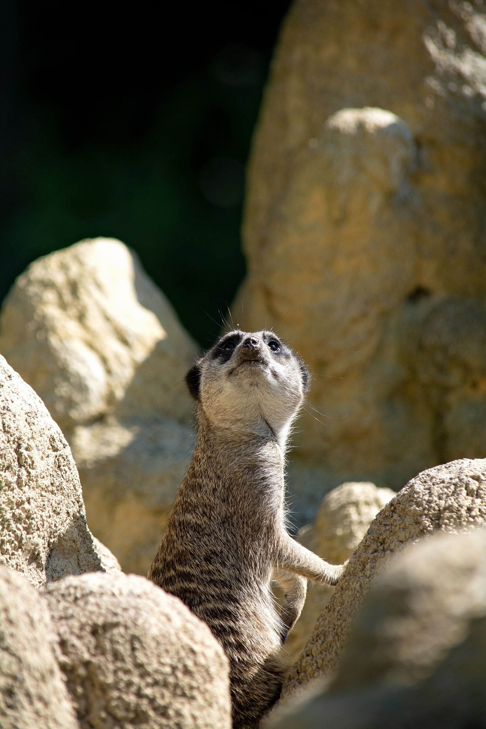Nikon D7100 sample photo. Meerkat, animal, mammal photography