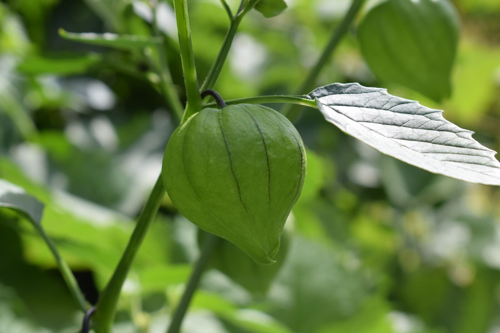 Nikon D3300 sample photo. Chinese lantern, flower, garden photography
