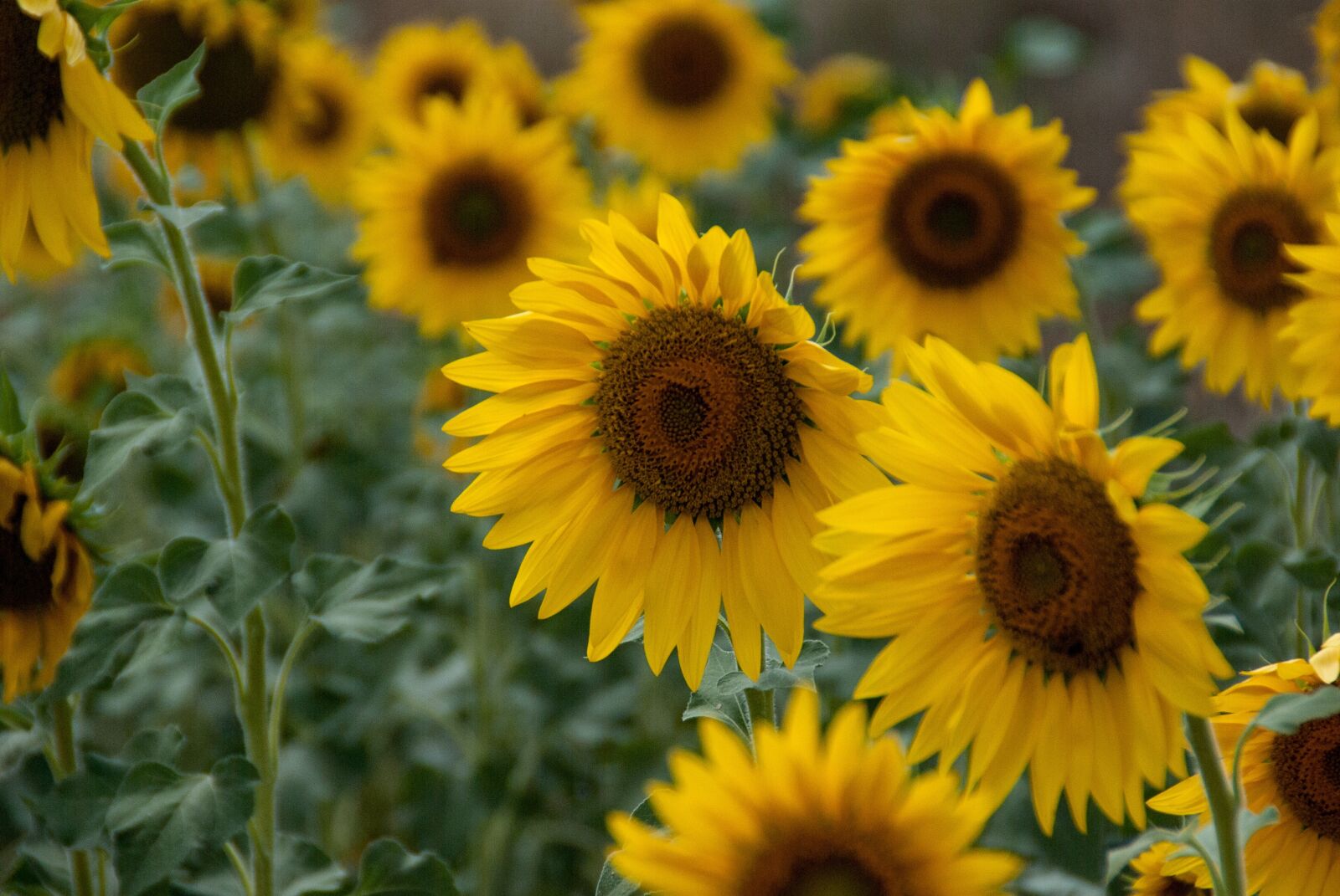 Nikon D60 sample photo. Flower, sunflower, yellow photography