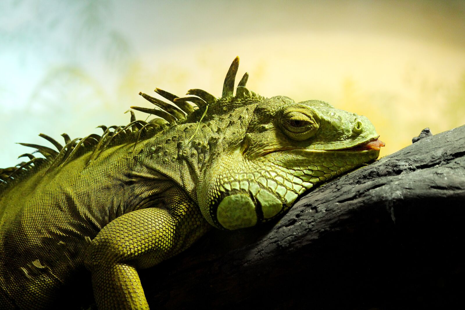 Canon EOS 600D (Rebel EOS T3i / EOS Kiss X5) sample photo. Reptile, animals, exotic photography