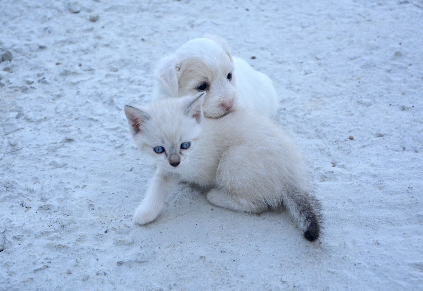 Nikon D5200 sample photo. Dog, cat, puppy photography