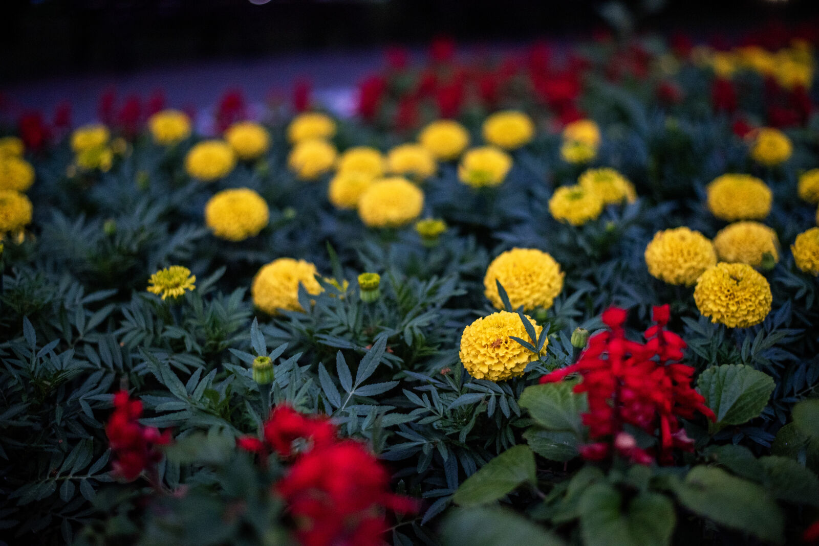 Nikon D750 sample photo