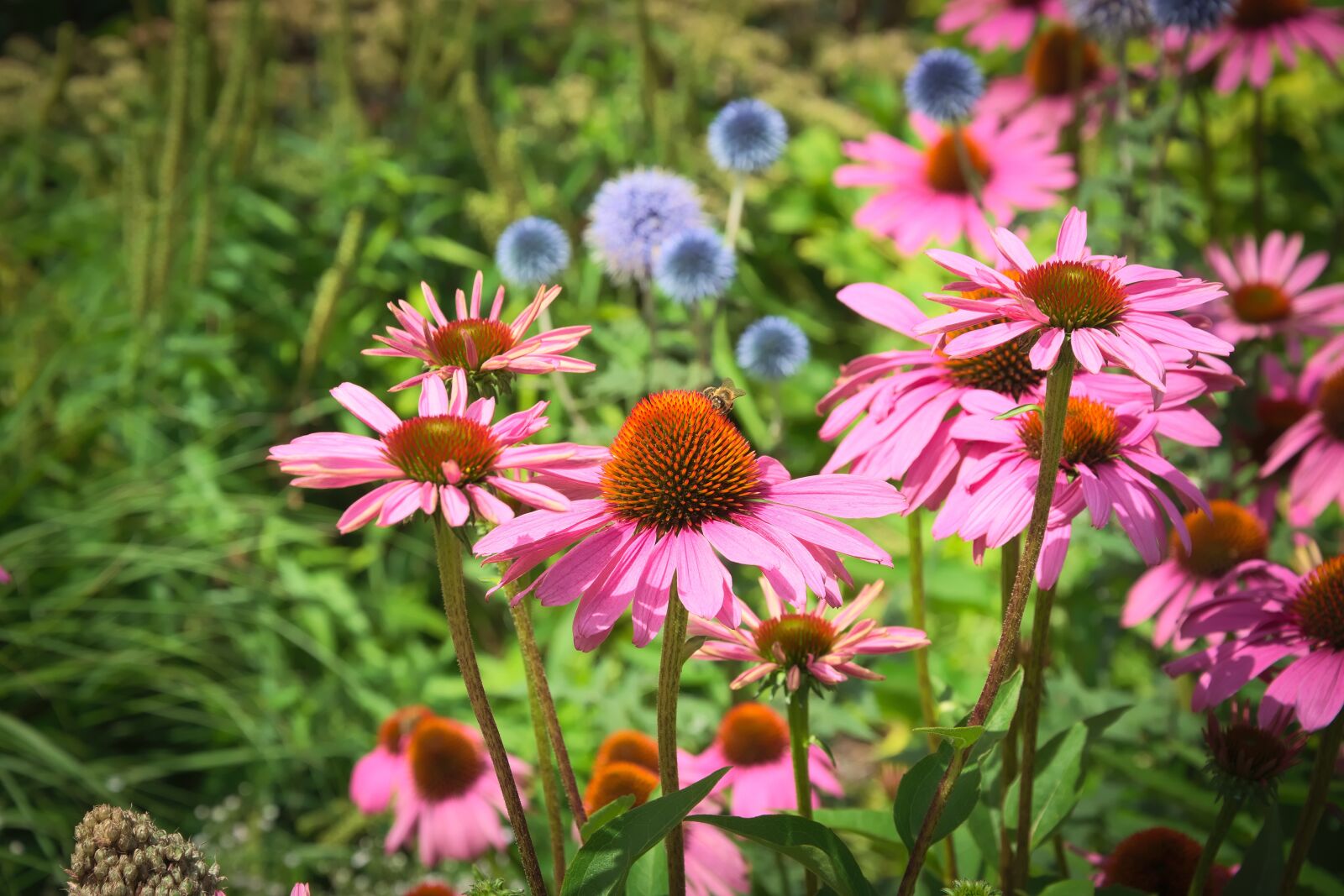 Nikon D3300 sample photo. Flowers, blossom, bloom photography