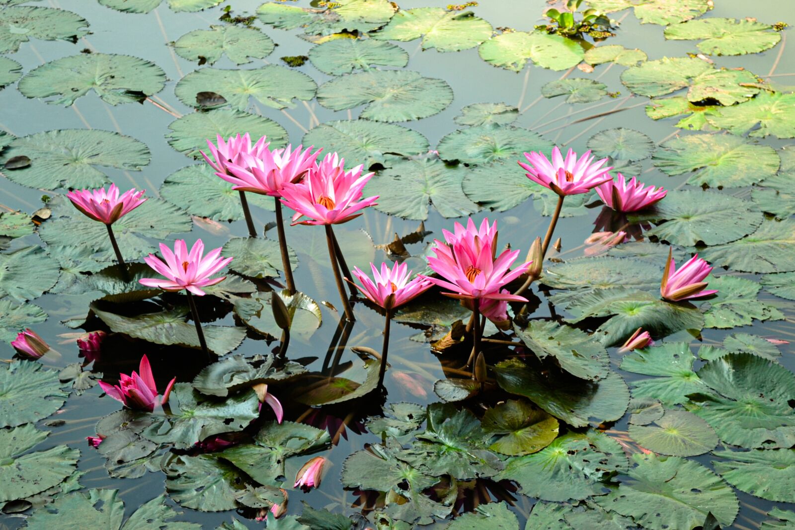 Nikon D3100 sample photo. Water lilies, lotus flowers photography