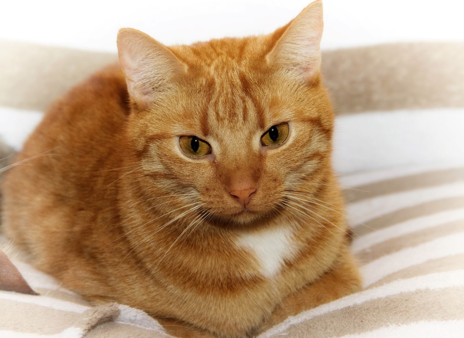 Canon EOS 600D (Rebel EOS T3i / EOS Kiss X5) sample photo. Cat, domestic cat, pet photography