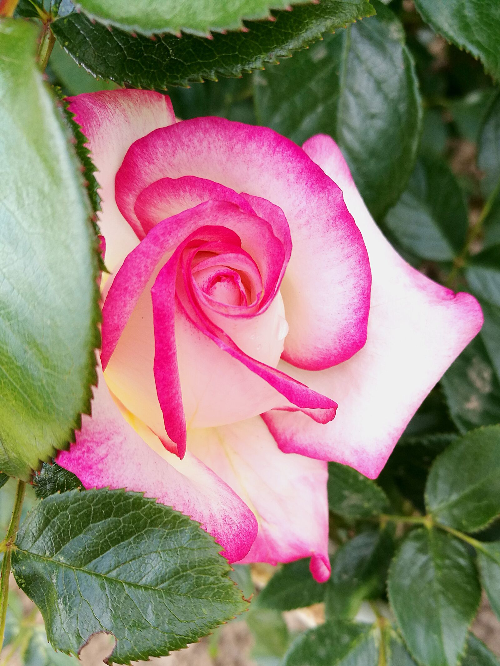HUAWEI P9 sample photo. Rose, greens, macro photography