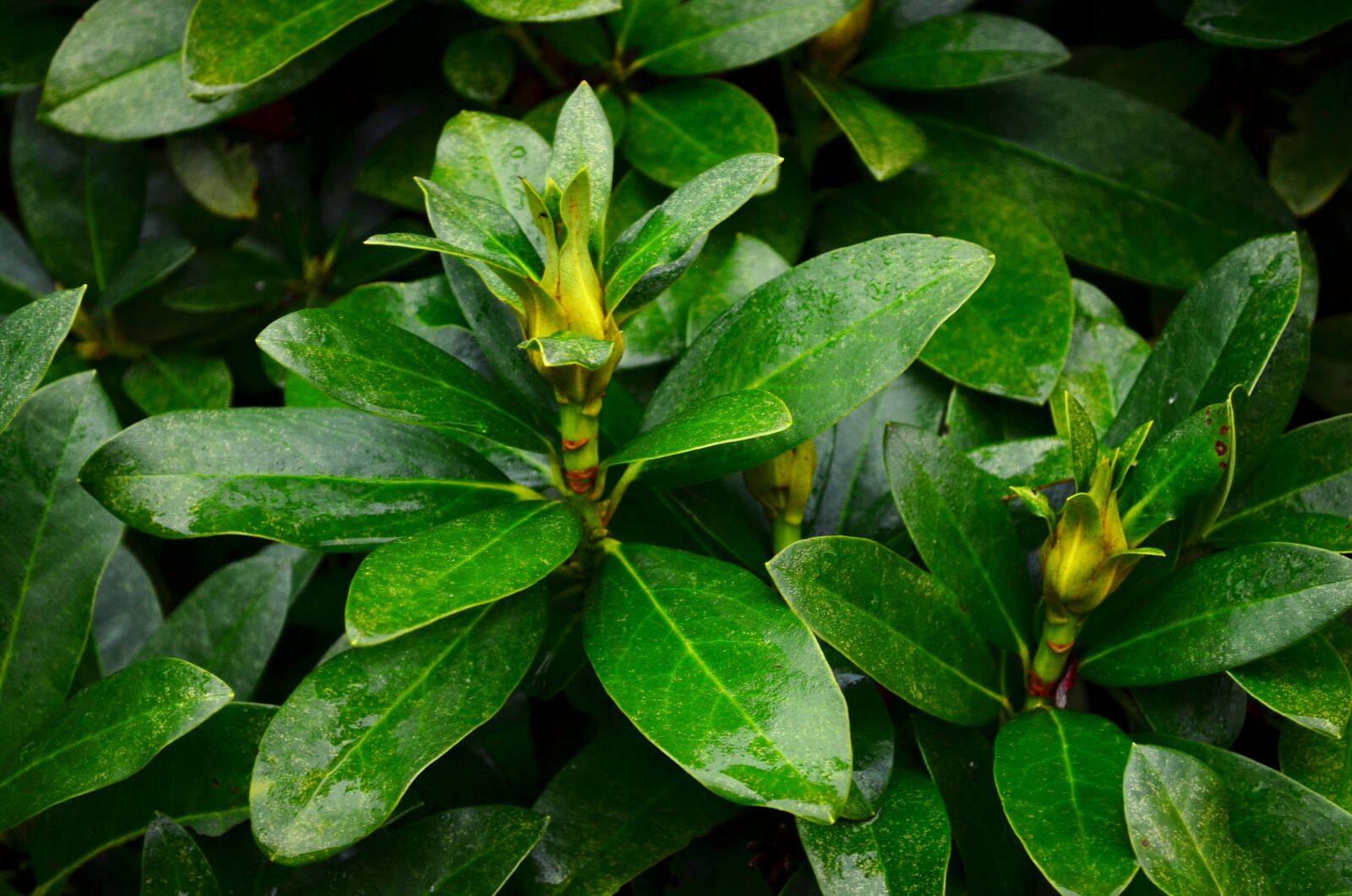 Nikon D5100 sample photo. Leaves, nature, flower photography