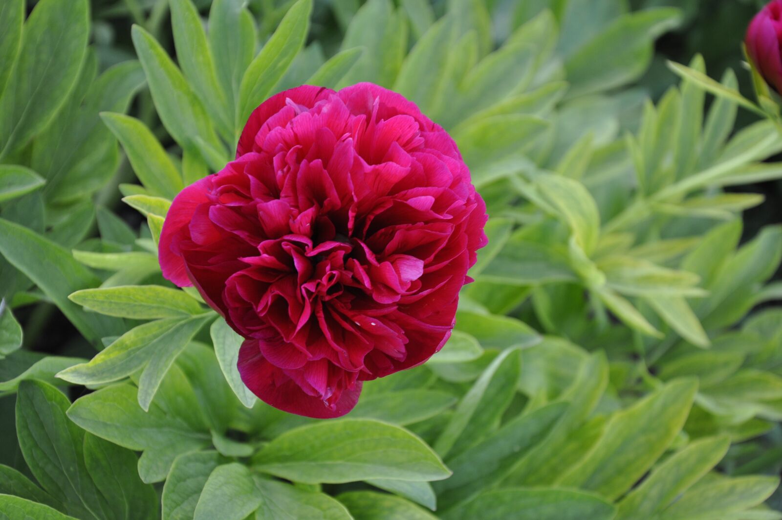 Nikon D90 sample photo. Peony, flower, spring photography