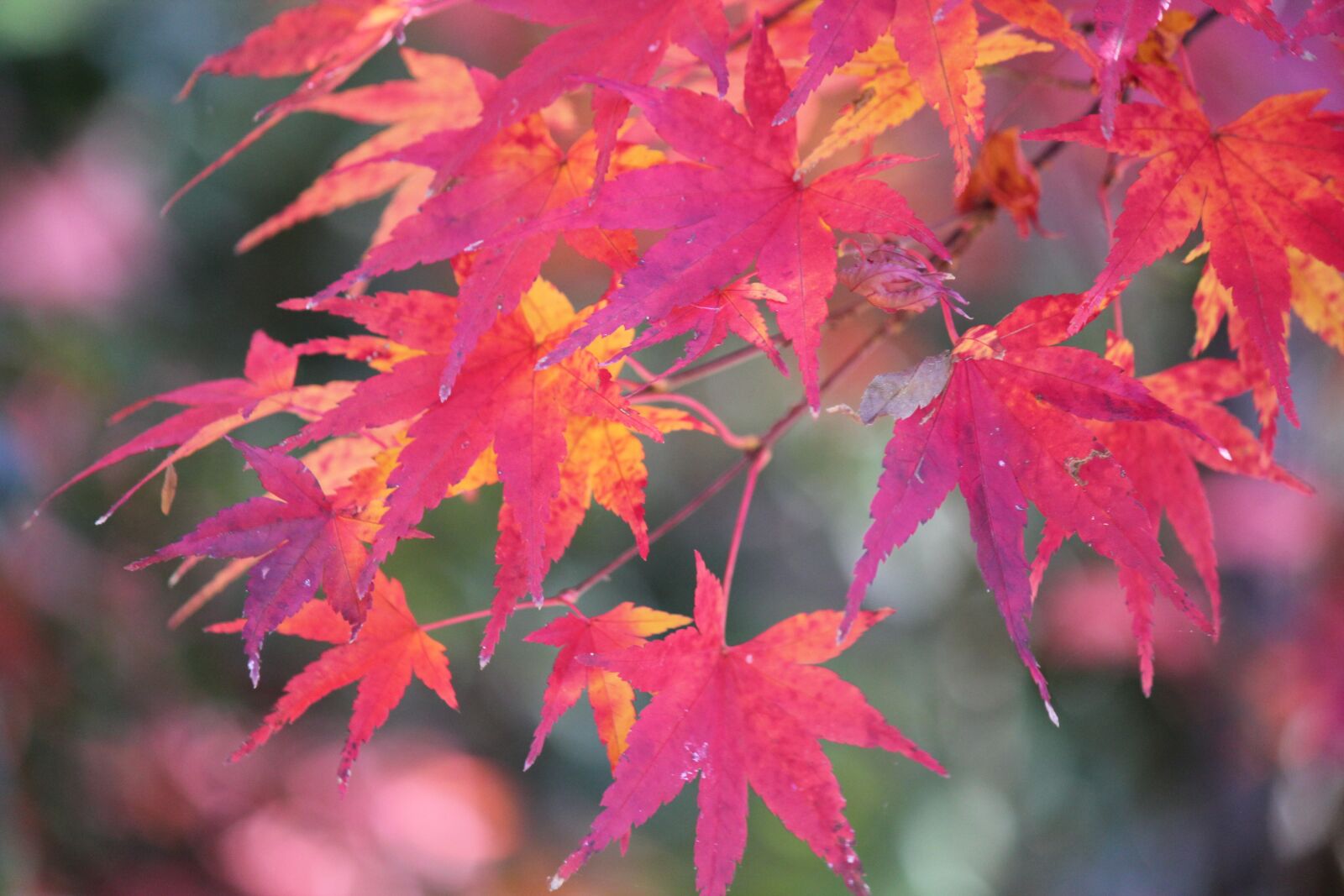 Canon EOS 550D (EOS Rebel T2i / EOS Kiss X4) sample photo. Autumn, fall, nature photography