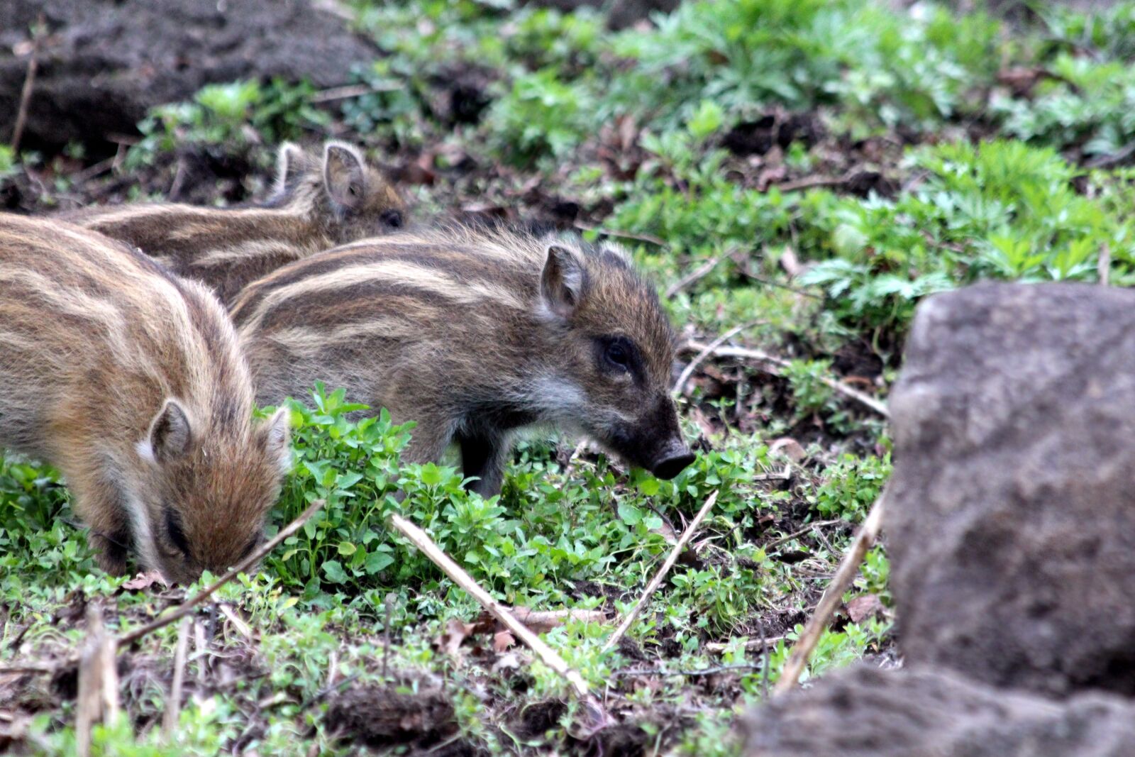 Canon EOS 650D (EOS Rebel T4i / EOS Kiss X6i) sample photo. Wild boar, pigs, sus photography