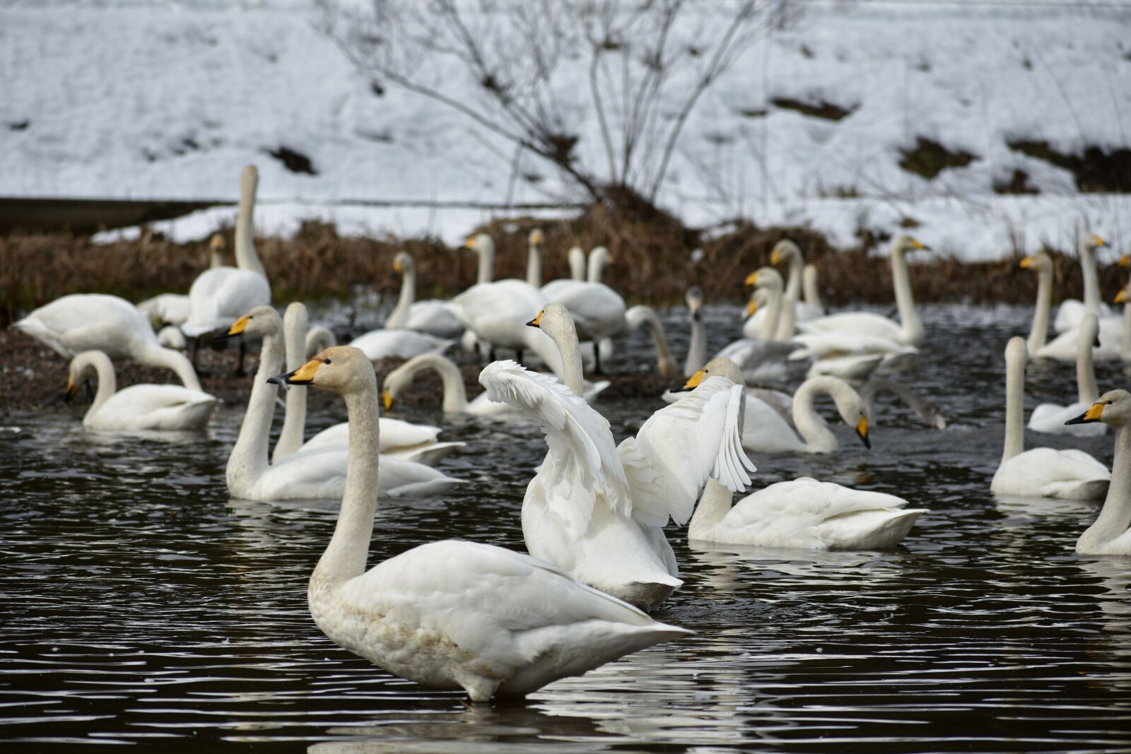 Nikon D7200 sample photo. Animal, lake, waterside photography