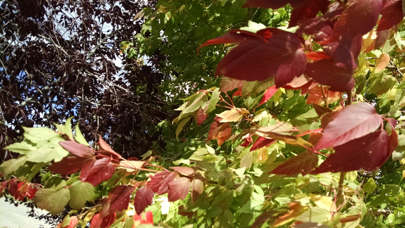 Motorola XT1080 sample photo