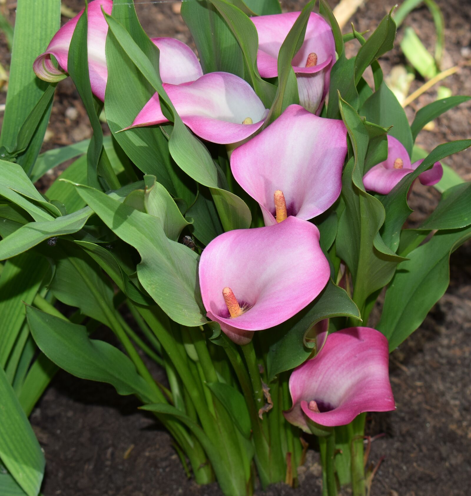 Nikon D3300 sample photo. Calla lily, flower, blossom photography
