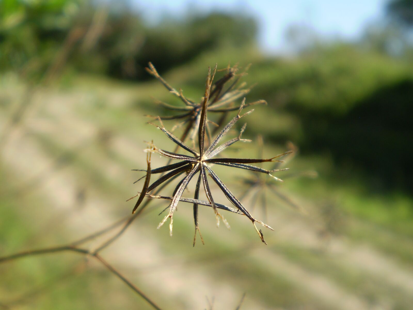 Olympus FE210,X775 sample photo. Seed, tribulus, dry photography