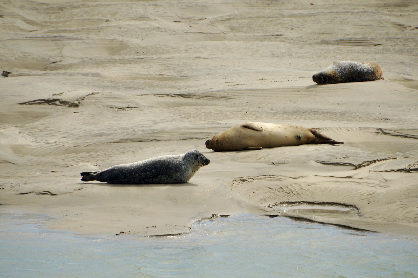 Nikon D3200 sample photo. Sea, beach, berck photography