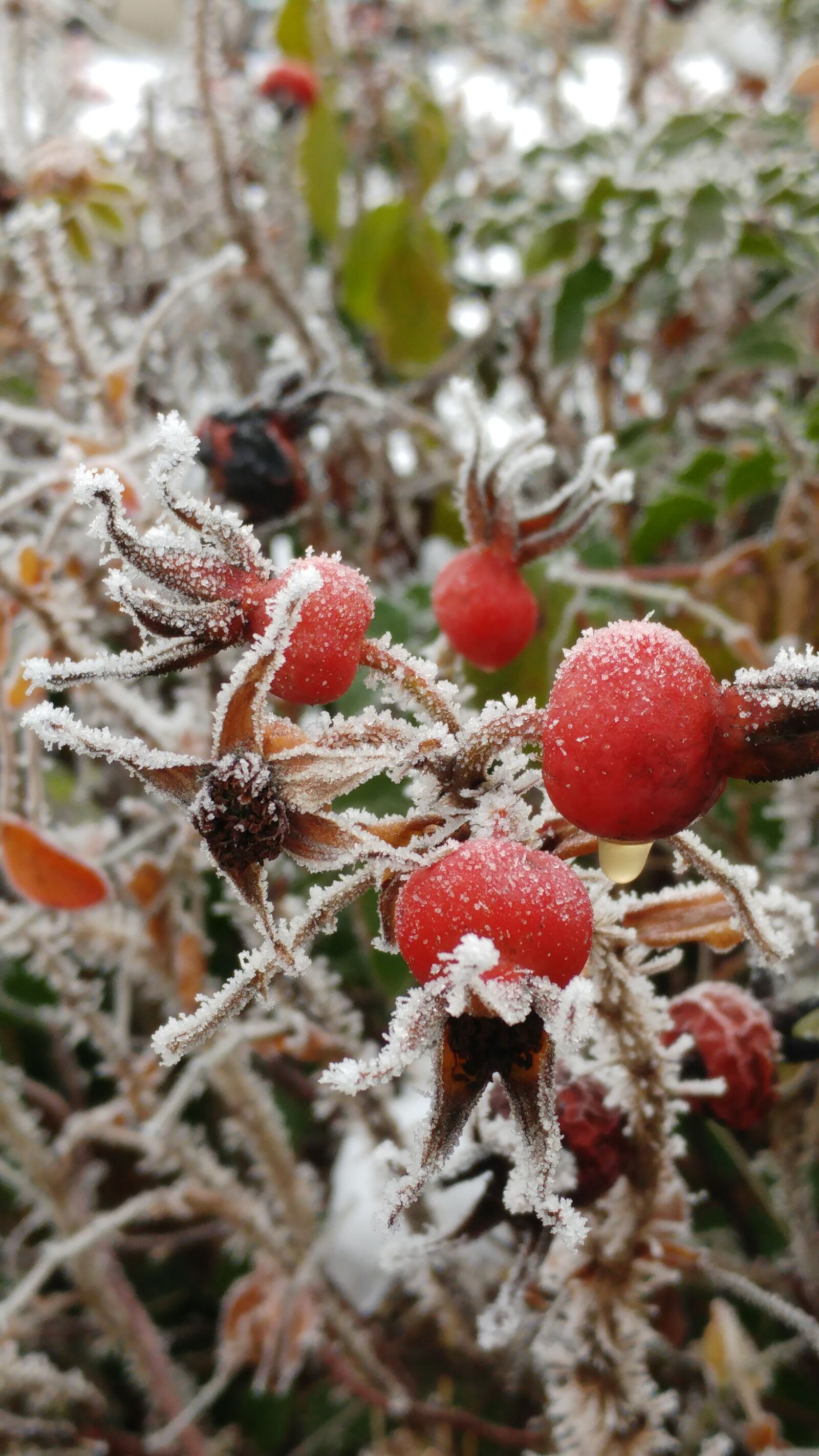 LG G5 sample photo. Nature, winter, snow photography