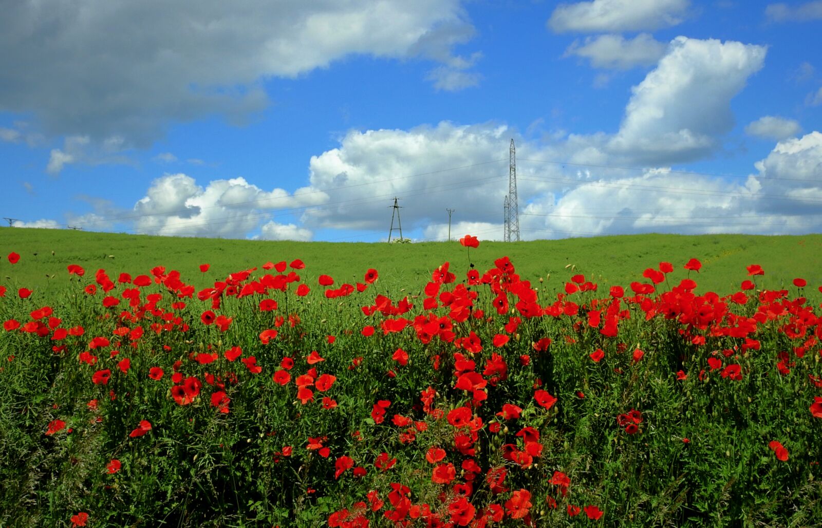 Nikon Coolpix P900 sample photo. Poppies, field, landscape photography